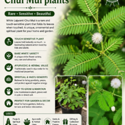 White Lajwanti Chui Mui plants