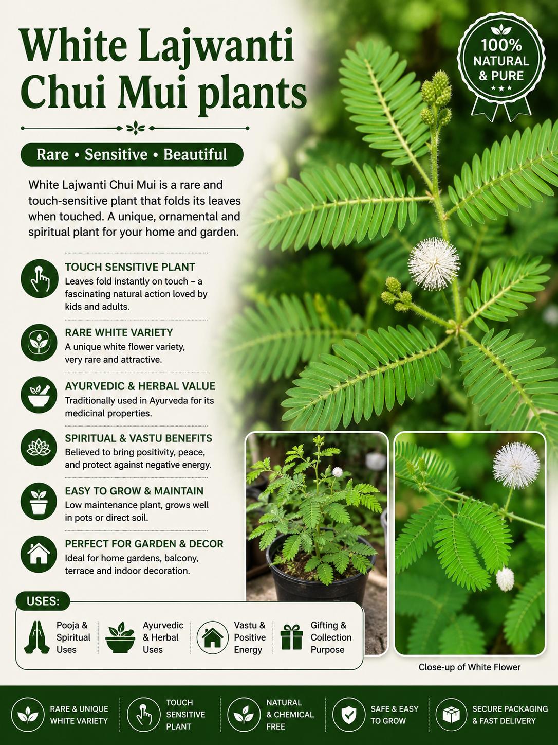 White Lajwanti Chui Mui plants 1 White Lajwanti Chui Mui plants