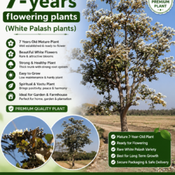 7- years flowering plants (White Palash plants)
