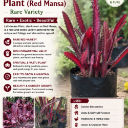 Lal Manasa Plant (Red Mansa) – Rare Variety