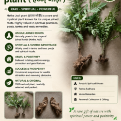 Hatha Jodi plant ( हत्था जोड़ी )