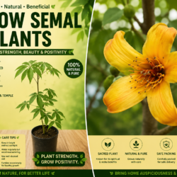 Yellow semal plants