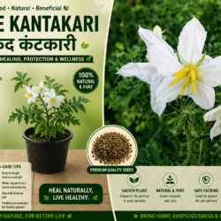 White kantakari सफेद कंटकारी