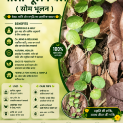 पीला भूलन बेल ( सोम भूलन )