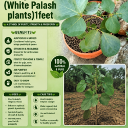 3- year (White Palash plants) 1feet