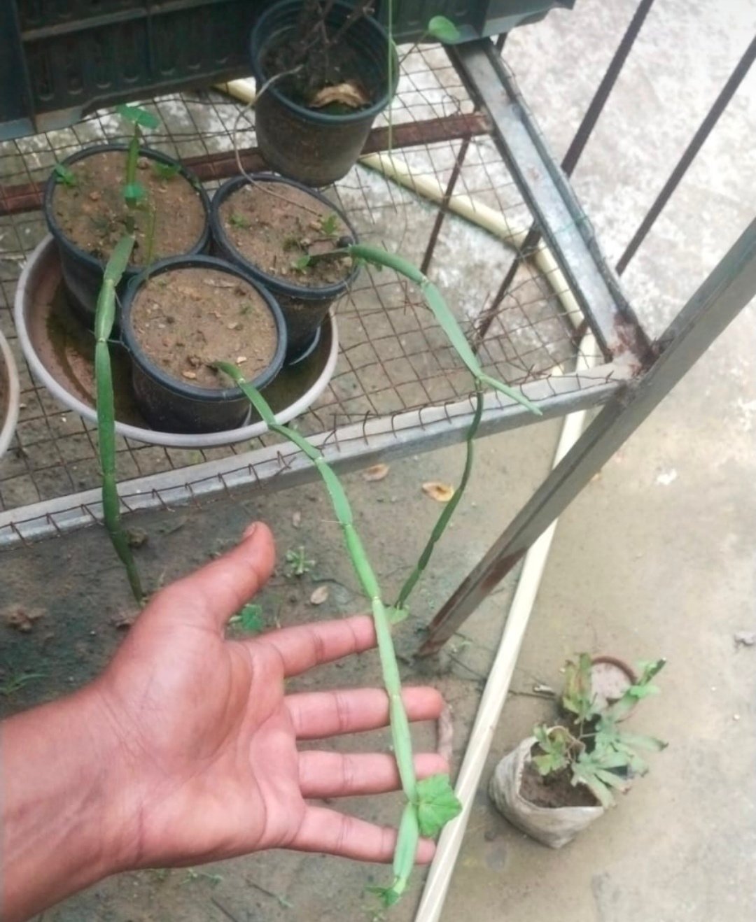 Teen Dhari Har jod 3 Teen Dhari Har jod