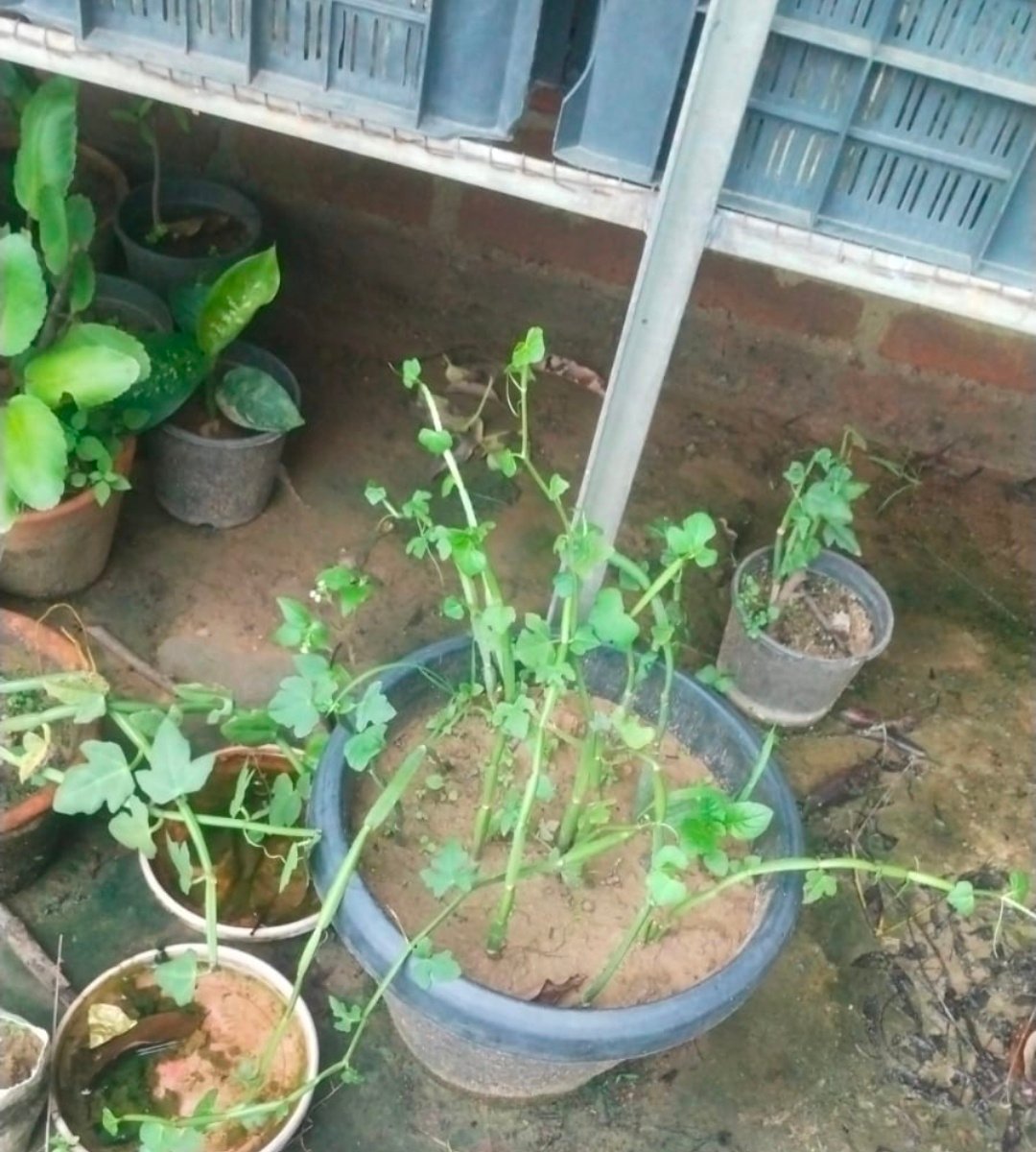 Teen Dhari Har jod 4 Teen Dhari Har jod