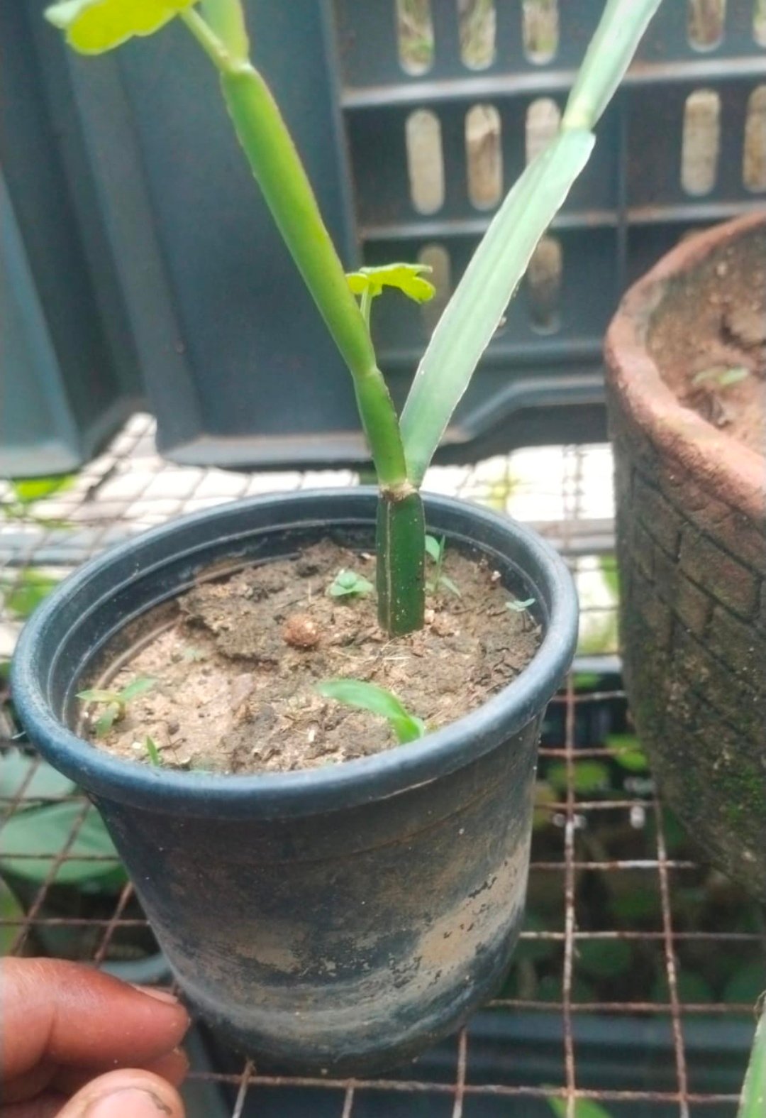 Teen Dhari Har jod 1 Teen Dhari Har jod