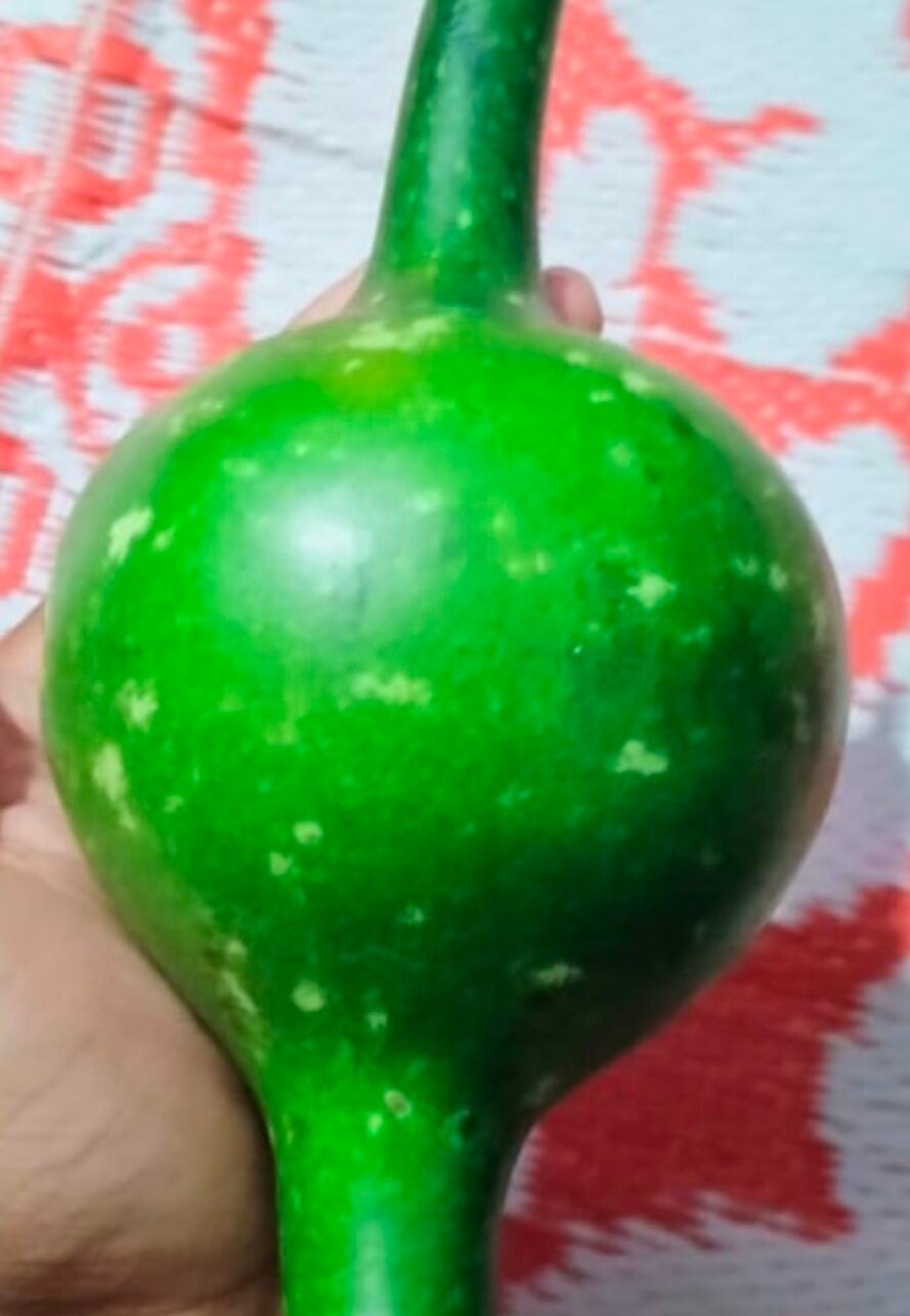 Pungi kaddu Junglee nagasaram Kai 5 variety Seeds 20 peace 6 Pungi kaddu Junglee nagasaram Kai 5 variety Seeds 20 peace