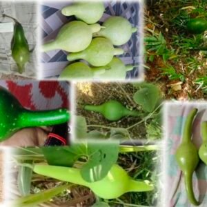 Pungi kaddu Junglee nagasaram Kai 5 variety Seeds 20 peace