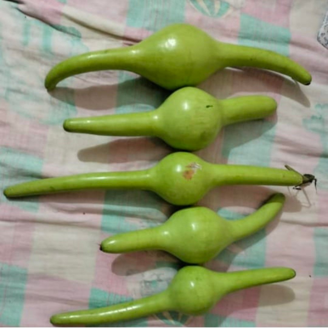 Pungi kaddu Junglee nagasaram Kai 5 variety Seeds 20 peace 2 Pungi kaddu Junglee nagasaram Kai 5 variety Seeds 20 peace