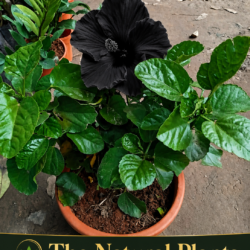 काला गुड़हल Black Hibiscus Kala Mandar
