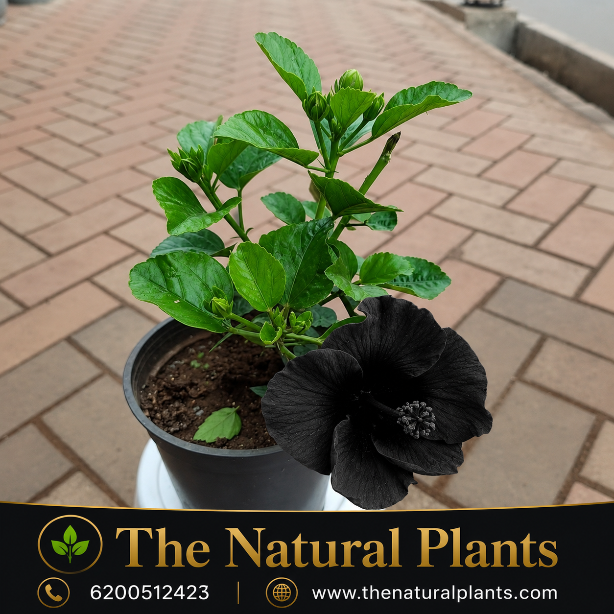काला गुड़हल Black Hibiscus Kala Mandar 2 काला गुड़हल Black Hibiscus Kala Mandar