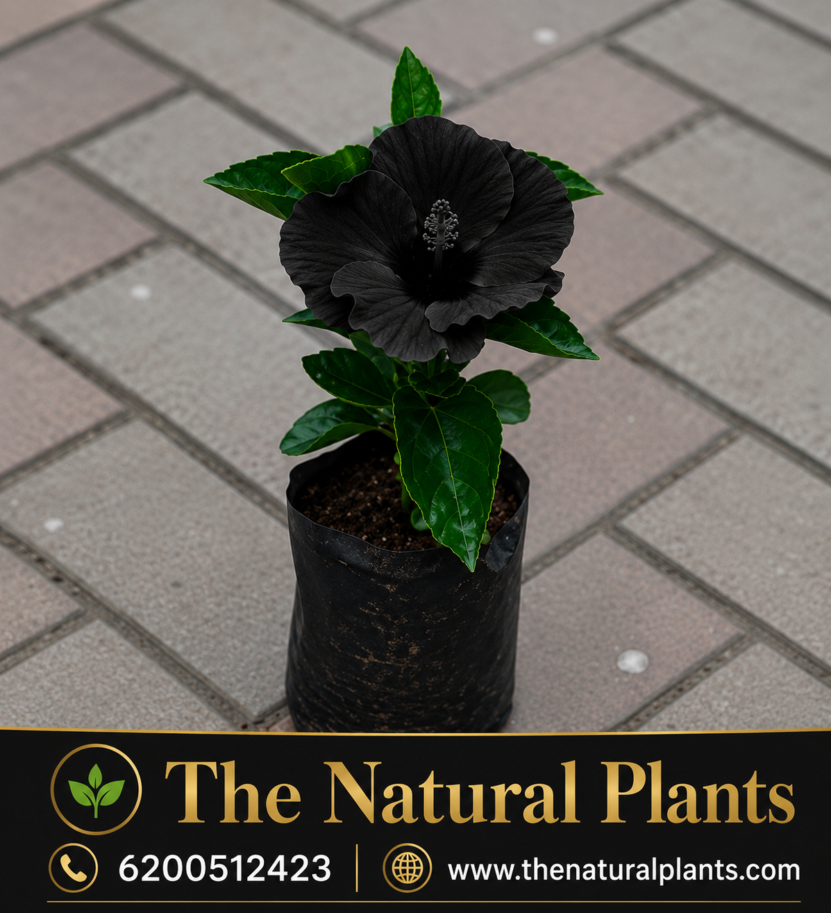 काला गुड़हल Black Hibiscus Kala Mandar 1 काला गुड़हल Black Hibiscus Kala Mandar