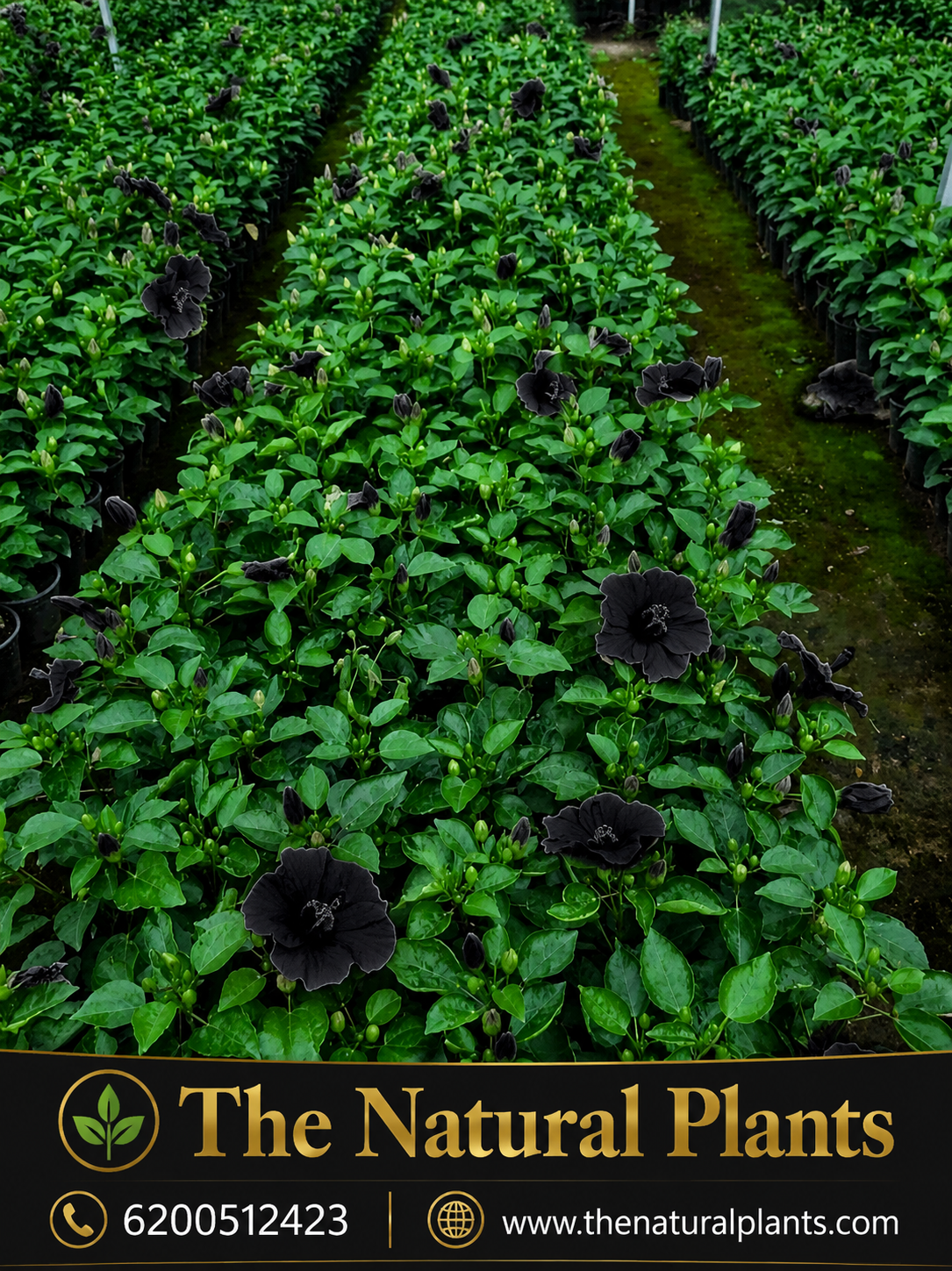 काला गुड़हल Black Hibiscus Kala Mandar 3 काला गुड़हल Black Hibiscus Kala Mandar