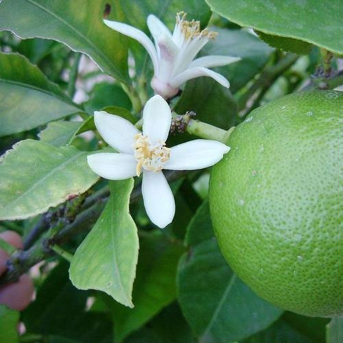 Mosambi Plant – Sweet Lime Live Fruit Plant 1 Mosambi Plant – Sweet Lime Live Fruit Plant