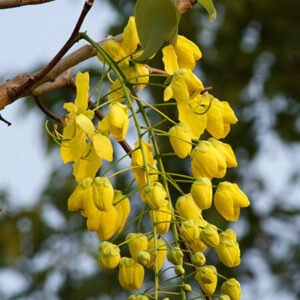 Golden Shower Tree