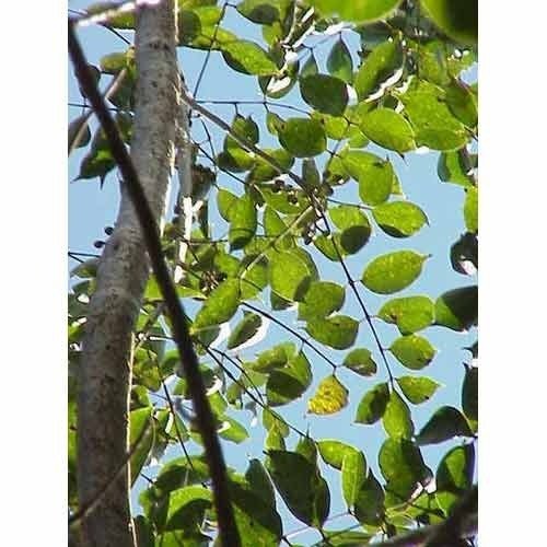 Activity 24 Guggal plants