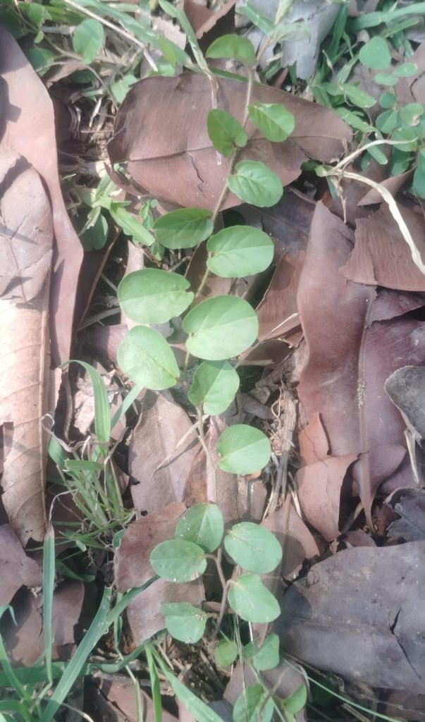 पीला भूलन बेल