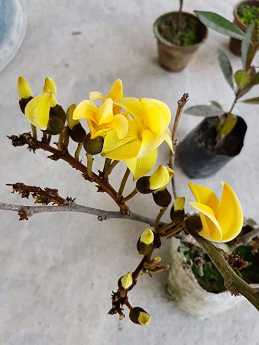 Activity 18 YELLOW PALASH