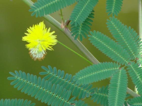 Activity 28 Yellow Lajwanti Plants