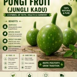 Pungi Fruit (Jungli Kadu)