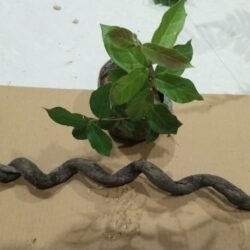 Original Garud Sanjivani Chitawar Plant - Rare Medicinal Herb