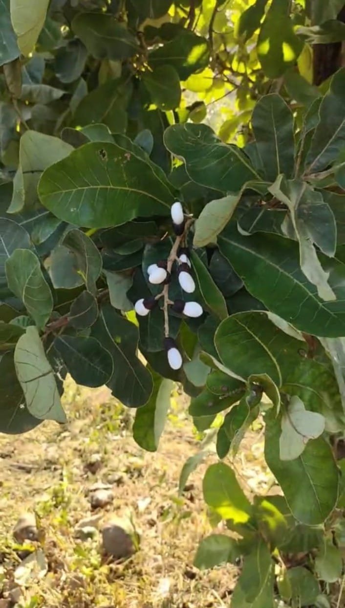 White Bilawa ( Safed Belwa ) Plant 1 White Bilawa ( Safed Belwa ) Plant