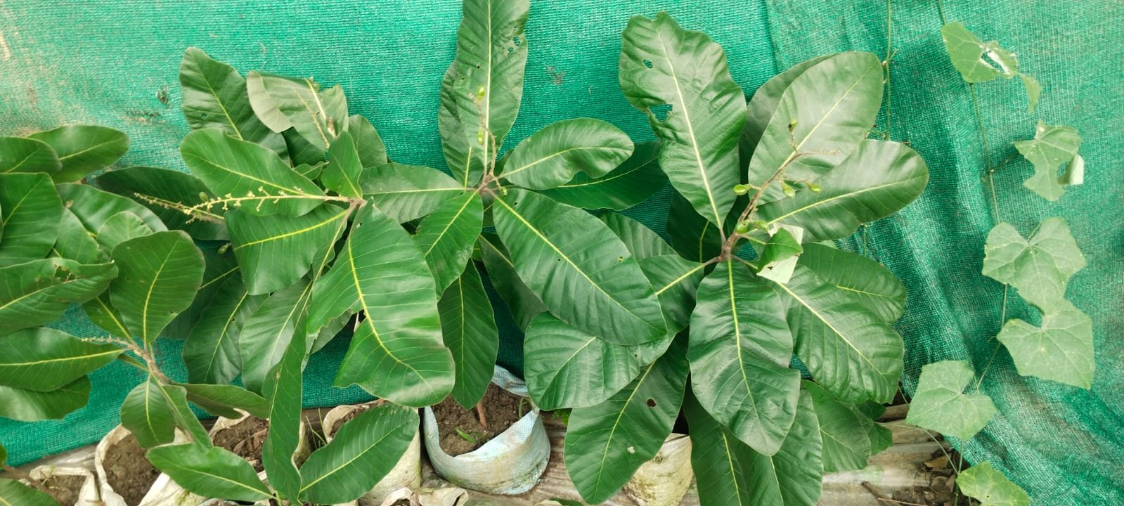 White Bilawa ( Safed Belwa ) Plant 2 White Bilawa ( Safed Belwa ) Plant