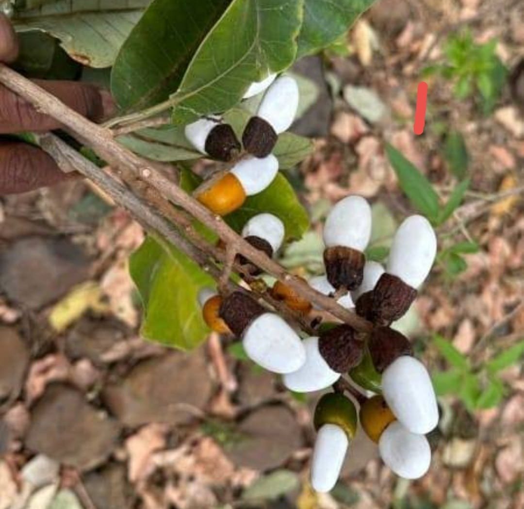 White Bilawa ( Safed Belwa ) Plant 3 White Bilawa ( Safed Belwa ) Plant