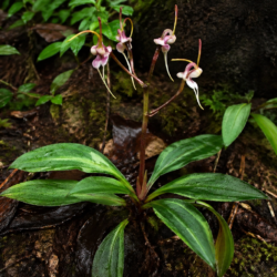 Exotic Plants Collection