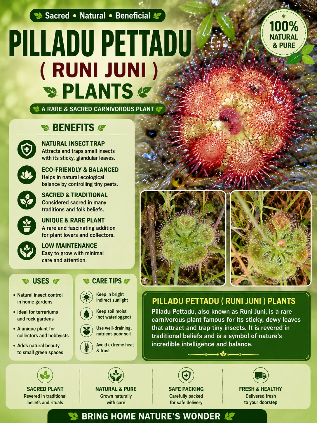 Pilladu Pettadu ( Runi Juni ) Plants 1 Pilladu Pettadu ( Runi Juni ) Plants