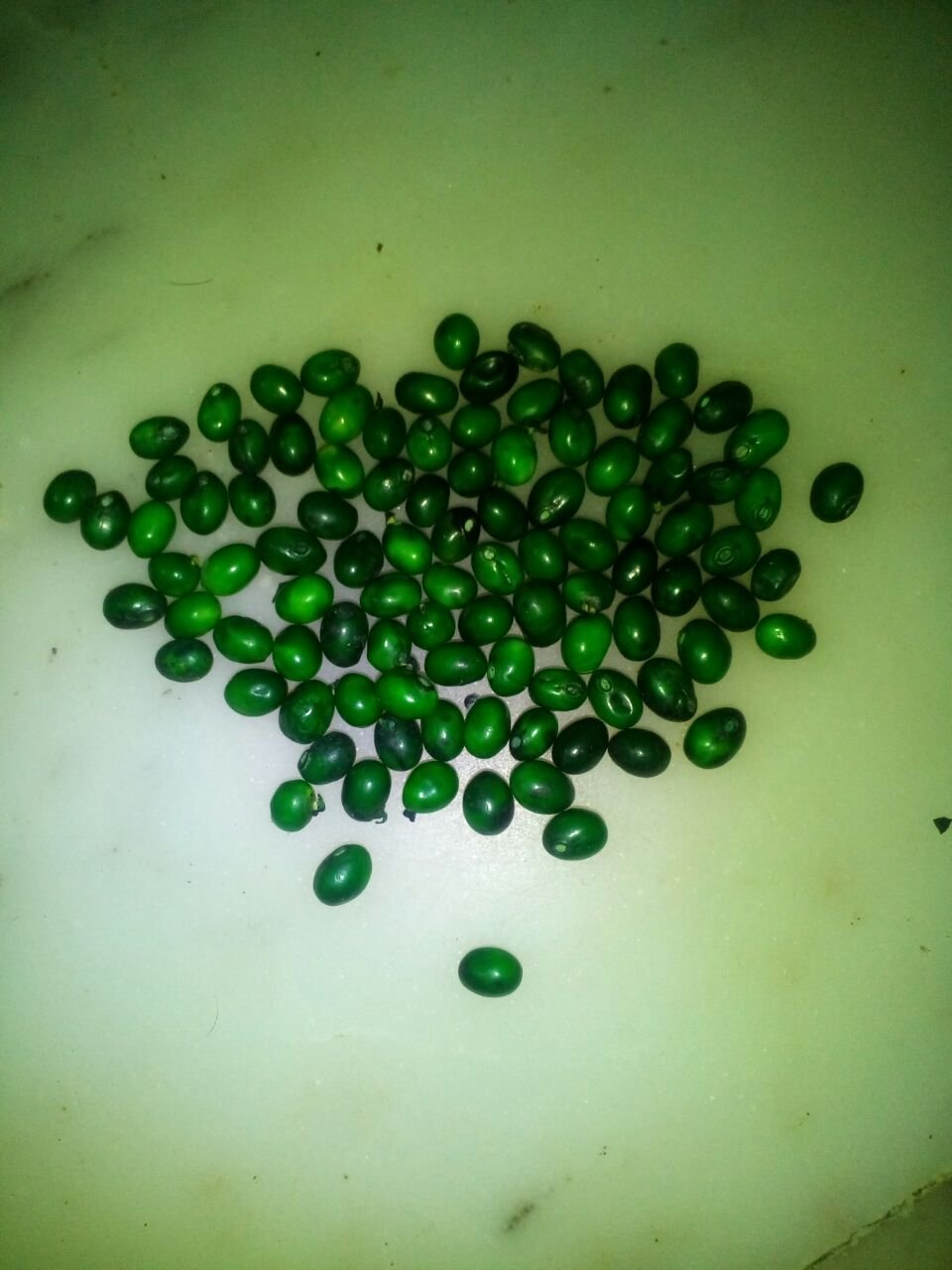 Green Gunja (हरी गुंजा) 2 Green Gunjan