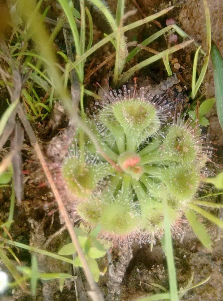 Pilladu Pettadu ( Runi Juni ) Plants 3 Pilladu Pettadu ( Runi Juni ) Plants