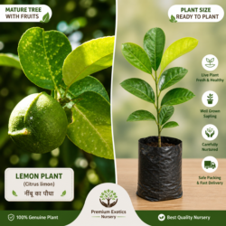 Three Line Lemon Plant (Teen Dhari)