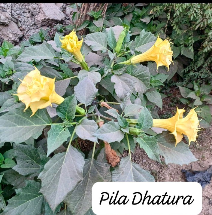 Screenshot_2025_0104_155626