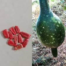 डाउनलोड करें (8) 