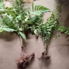 डाउनलोड करें (9) 